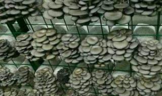 蘑菇怎样种植啊 平菇的种植方法